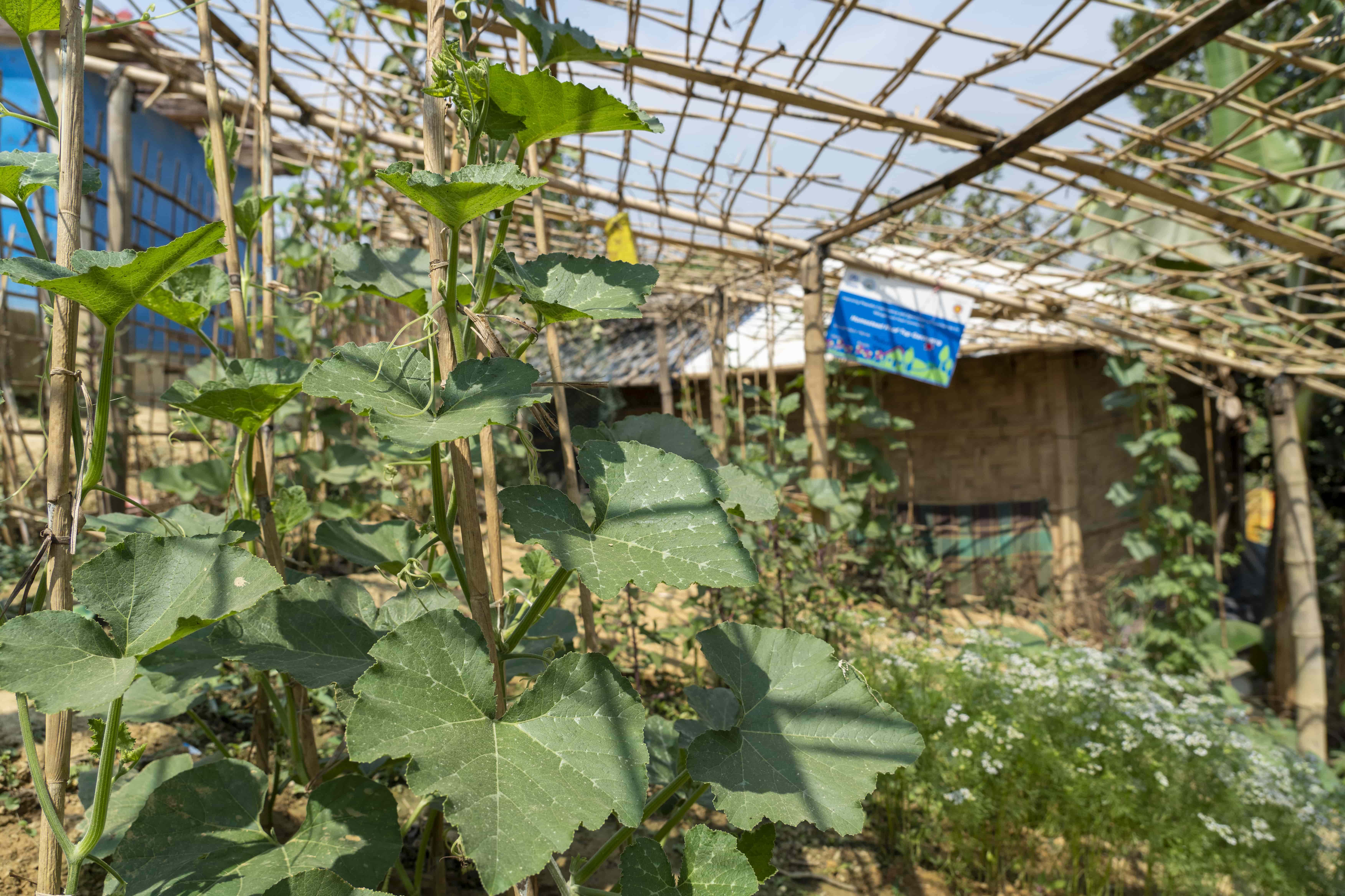 Bangladesh_Rooftop-garden-Cox's-Bazar